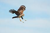 Red-shouldered Hawk, Buteo lineatus