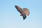 Merlin in flight, Falco columbarius