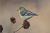 Lesser Goldfinch feeding on dried weeds