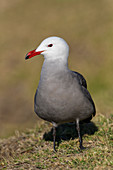 Heermann's Gull, Larus heermanni