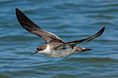 Great Shearwaters foraging for fish