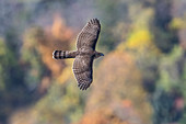 Cooper's Hawk, Accipiter cooperii