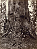 Eadweard Muybridge and General Grant Tree, c. 1864