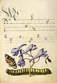 Scarlet Tiger-Moth, Larkspur and Caterpillar, 1561