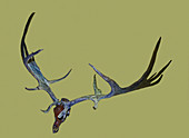 Irish Elk Antlers