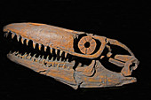 Prognathodon Stadtmani Skull
