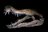 Deinosuchus Skull
