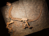 Camarasaurus Lentus