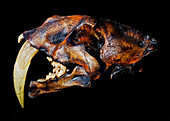 Smilodon Skull