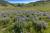 Wildflower Meadow with Lupines