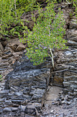 Tree Grows from Shale Outcrop