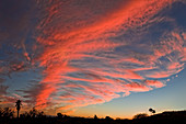 Cirrus clouds at sunset