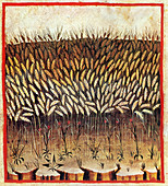 Tacuinum Sanitatis, Wheat