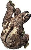 Brown Throated Sloth