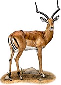Common Impala