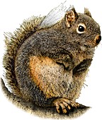 Douglas Squirrel