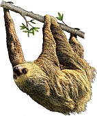 Hoffmans Two Toed Sloth