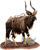 Nyala