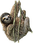 Pygmy Three Toed Sloth