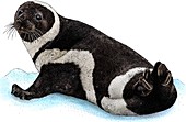 Ribbon Seal