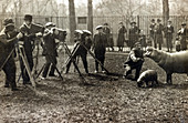 NYC, Press Corps Photograph Baby Pygmy Hippo, 1919