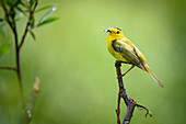 Male wilson's warbler