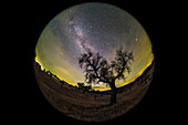 Milky Way over tree, full-dome image