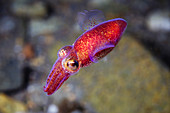 Butterfly bobtail squid