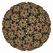 Human papilloma virus 16 capsid, molecular model
