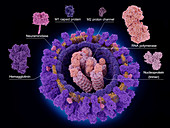 Influenza virus proteins, illustration