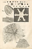 Ice crystals in Hooke's Micrographia (1665)