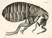 Flea in Hooke's Micrographia (1665)