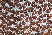 Coral surface