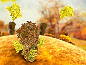 Antibodies neutralizing flu virus, illustration