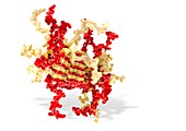 Synuclein protein in Parkinson's disease, molecular model