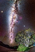 Milky Way over a tree, Namibia