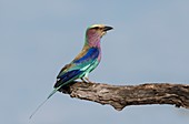 Lilac-breasted roller