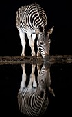Burchell's Zebra reflection at night