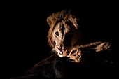 Male lion with giraffe carcass at night