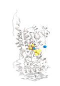 Vanadium nitrogenase molecule, illustration