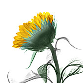 Sunflower, coloured X-ray