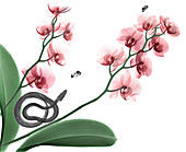 Python, bees and orchid, X-ray