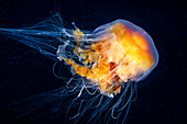 Egg-yolk jellyfish