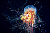 Lion's mane jellyfish