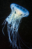 Young egg-yolk jellyfish