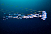 Sea nettle jellyfish