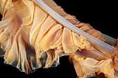 Sea nettle jellyfish tentacle
