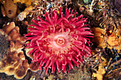 Urticina sea anemone