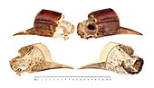 Helmeted hornbill skull, source of hornbill ivory