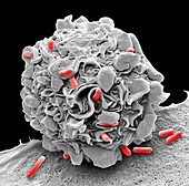 Macrophage engulfing e.coli bacteria, SEM